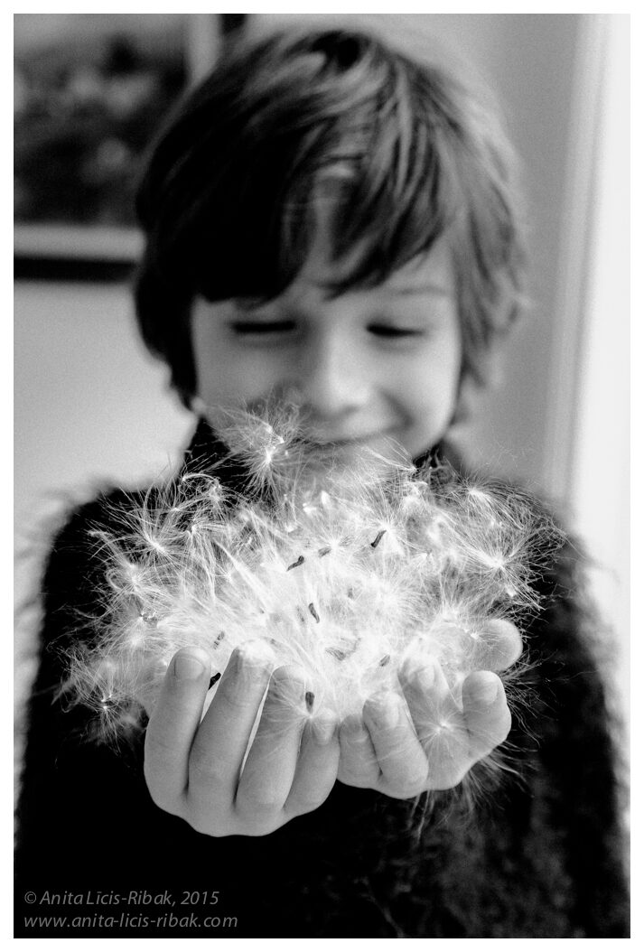 There is a crack in everything. That’s how the light gets in. Leonard CohenBack in the spring, on one of our walks with Teo in the hills that surround Barcelona we found a mysterious hard pod resembling a frog. We brought it home and left it at that. A few days later, it popped open, and little by little these silky seeds started making their way out of the crack.